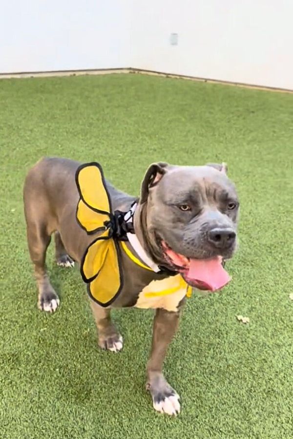 dog with big yellow bow