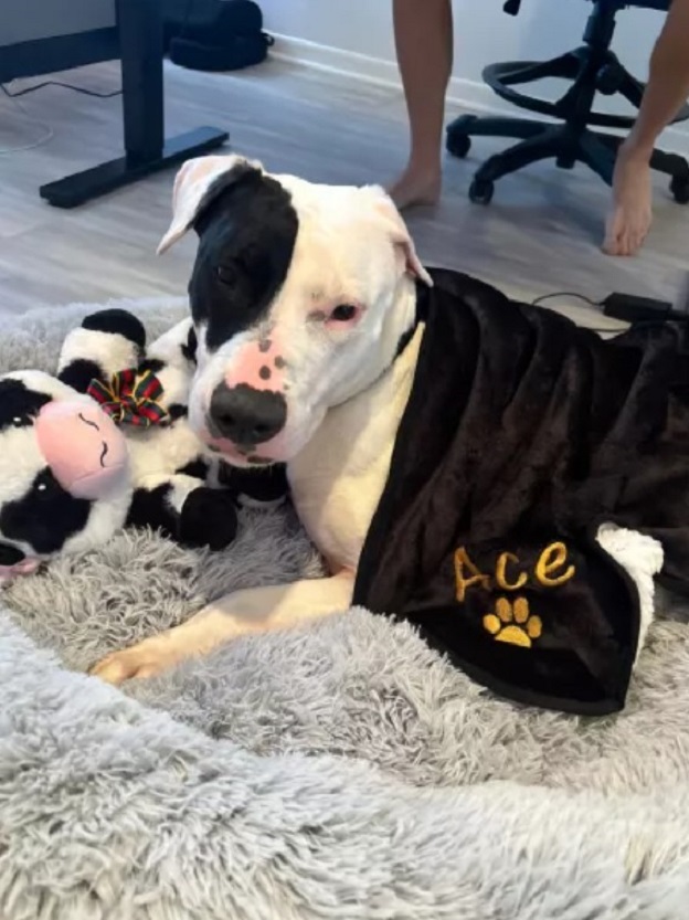 dog with blanket lying with toys