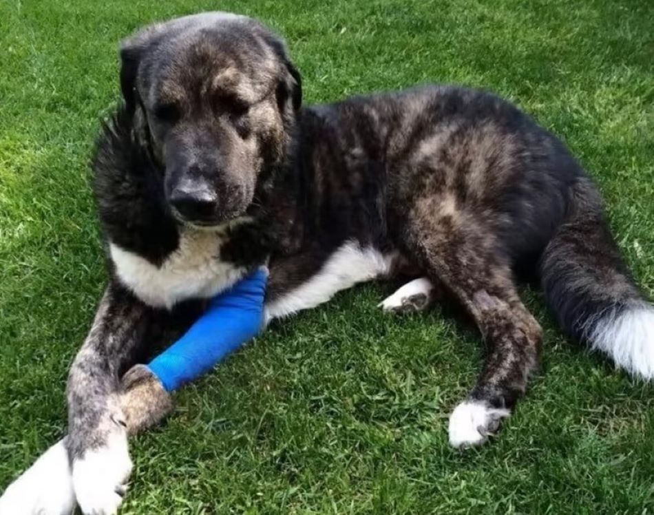 dog with injured leg on the grass