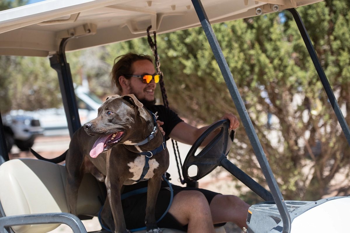 dog with man driving in a golf car