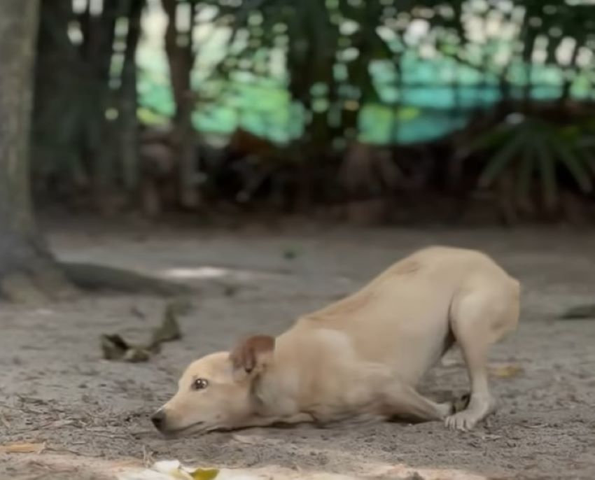 dog with paralyzed front legs