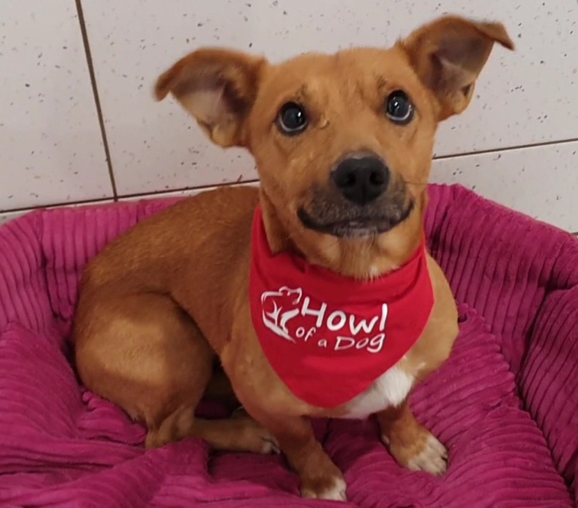 dog with red scarf