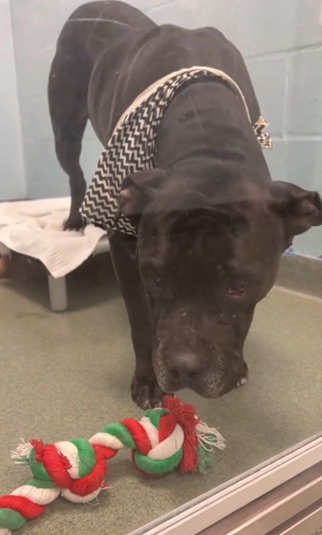 dog with toy at shelter