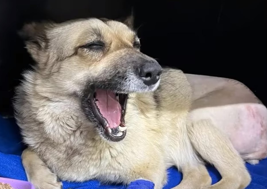 dog yawning