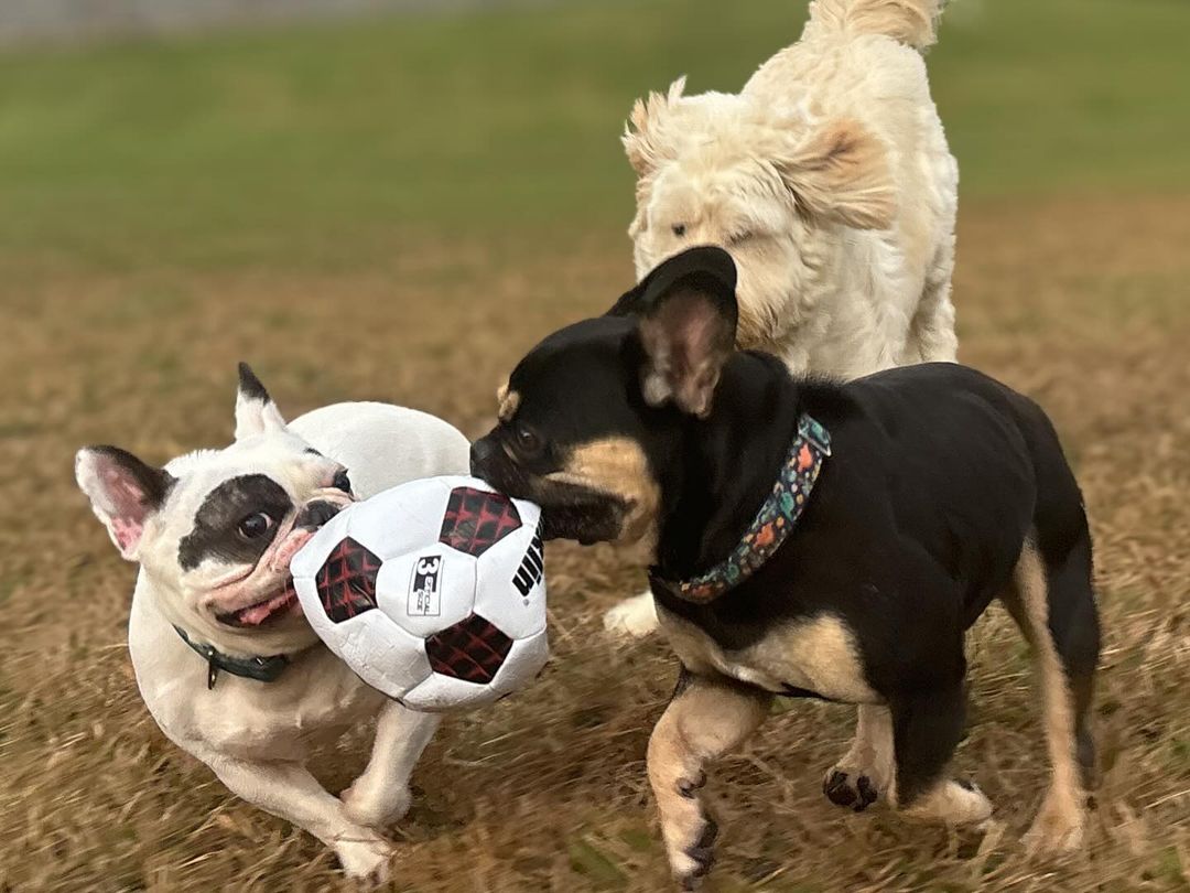 dogs playing with ball