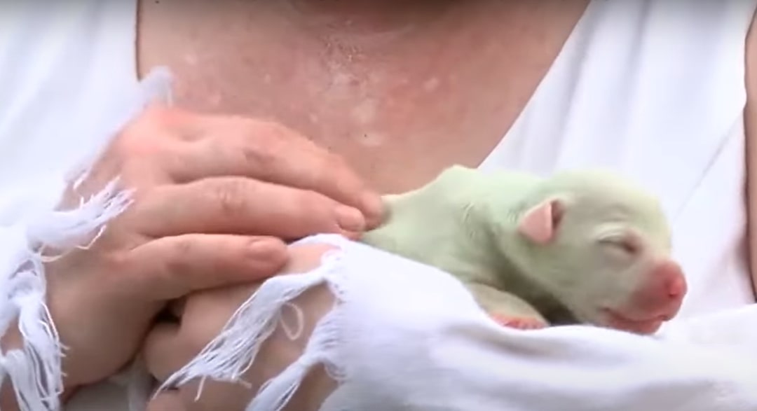 female holding the puppy