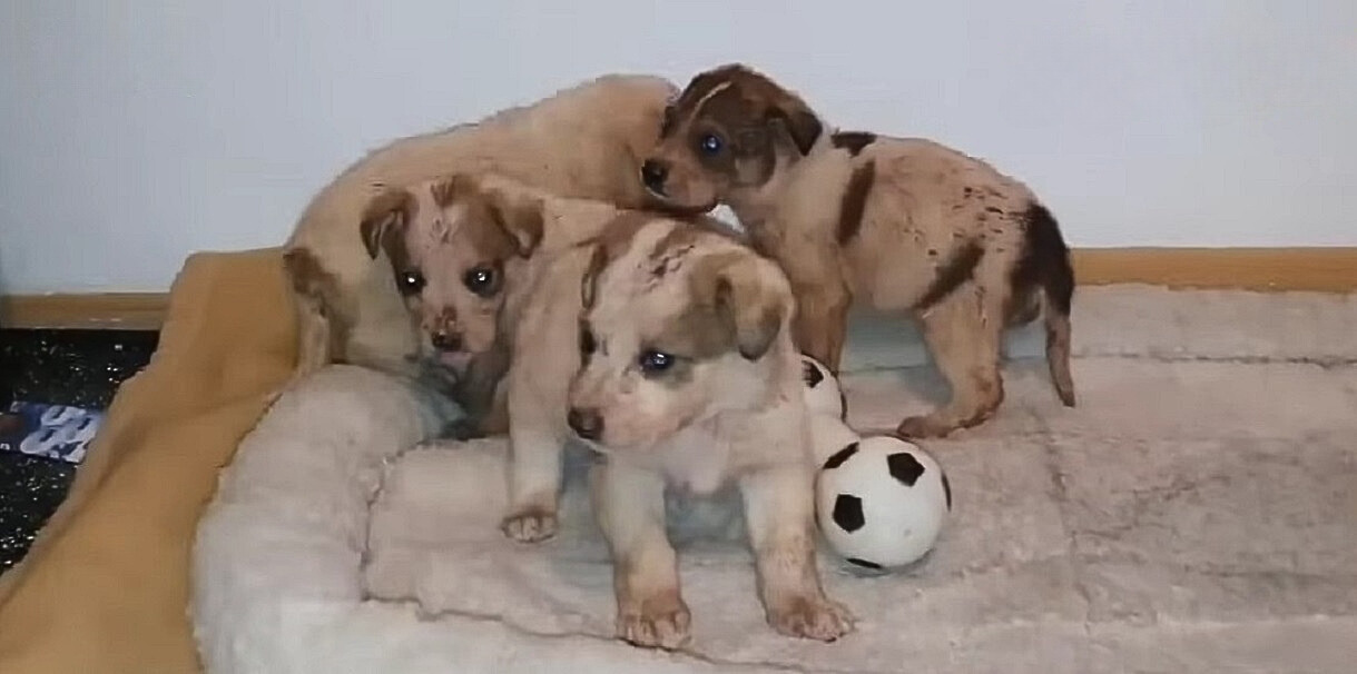 four puppies