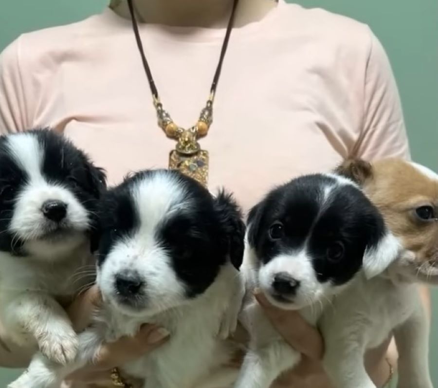 four stenets in the hands of a girl