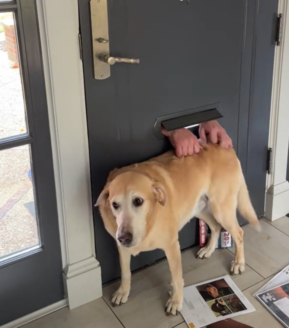 funny dog getting draged by man through mail slot