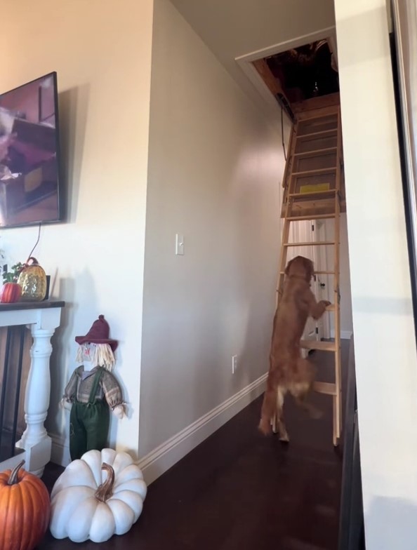 golden retriever climbing on stairs to attick