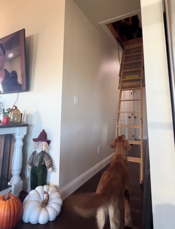 golden retriever dog looking up at attick enter