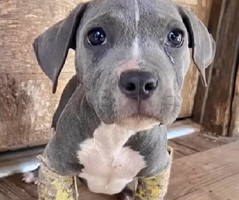 gorgeous gray puppy