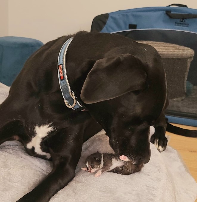 great dane licks the kitten