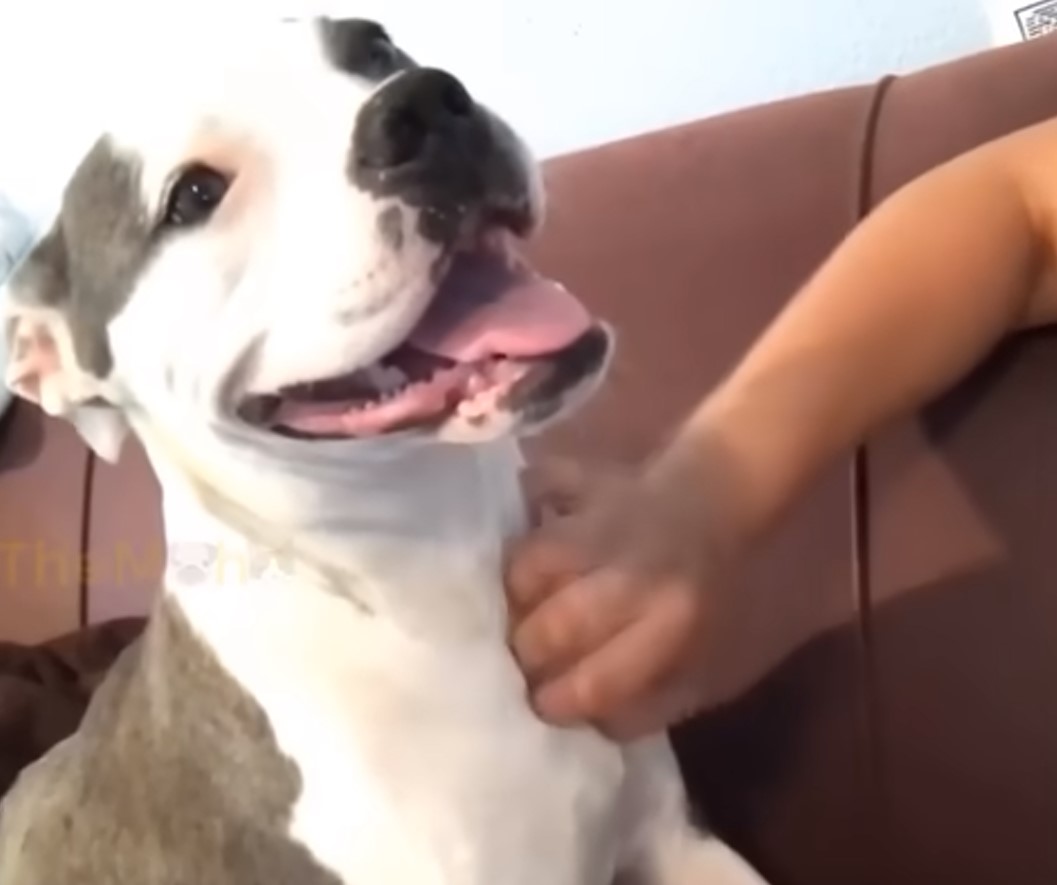 hand scratching the dog