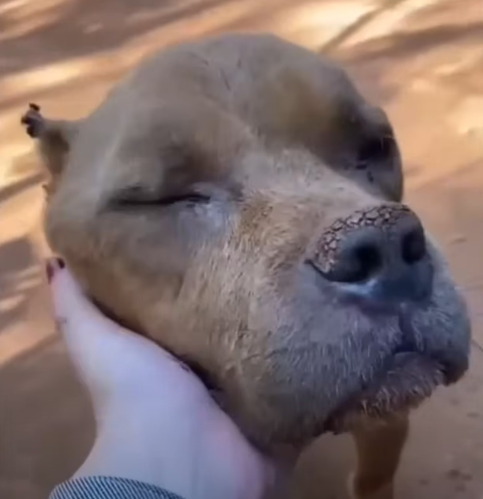 hand touching the pup