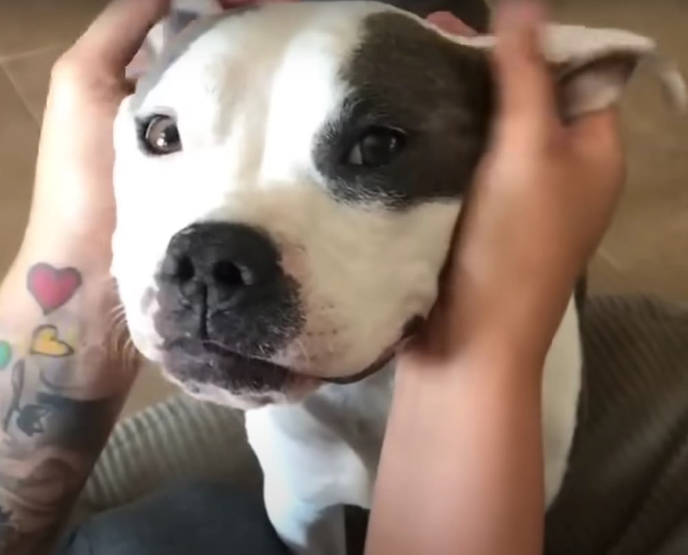 hands petting the dog