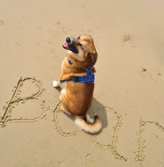 happy dog ​​on the beach