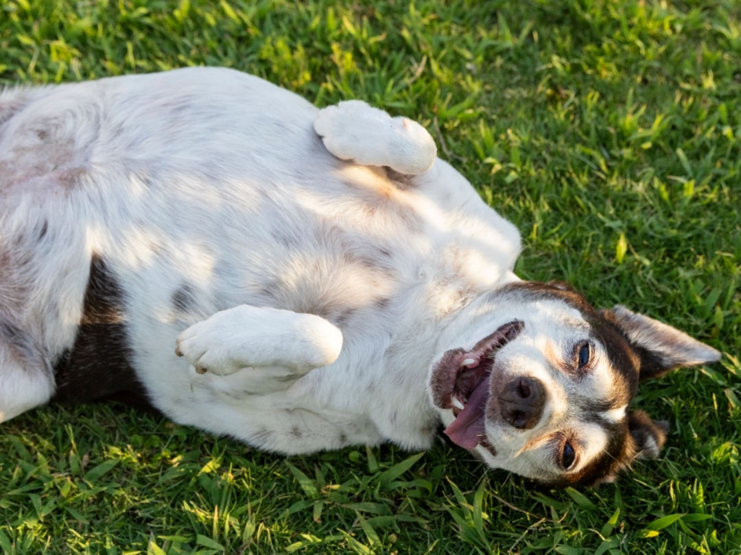 happy dog laying on a back