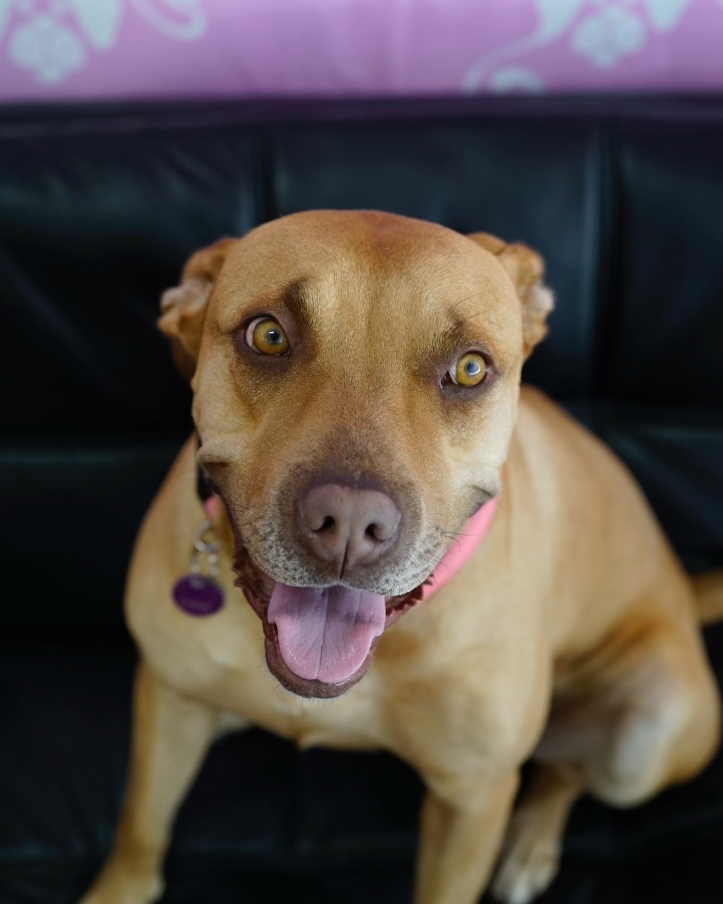 happy dog sitting on the couch