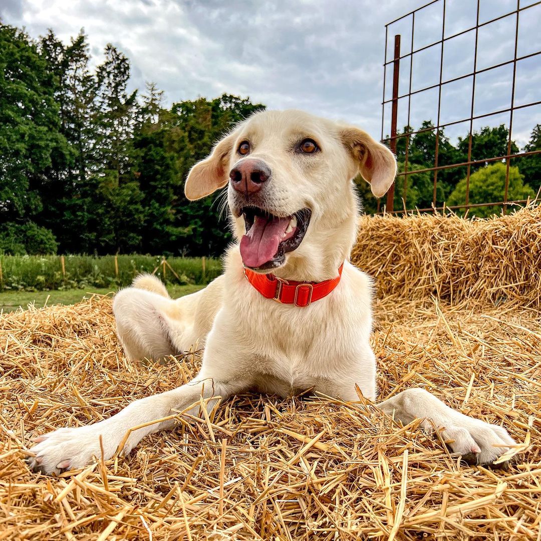 happy dog