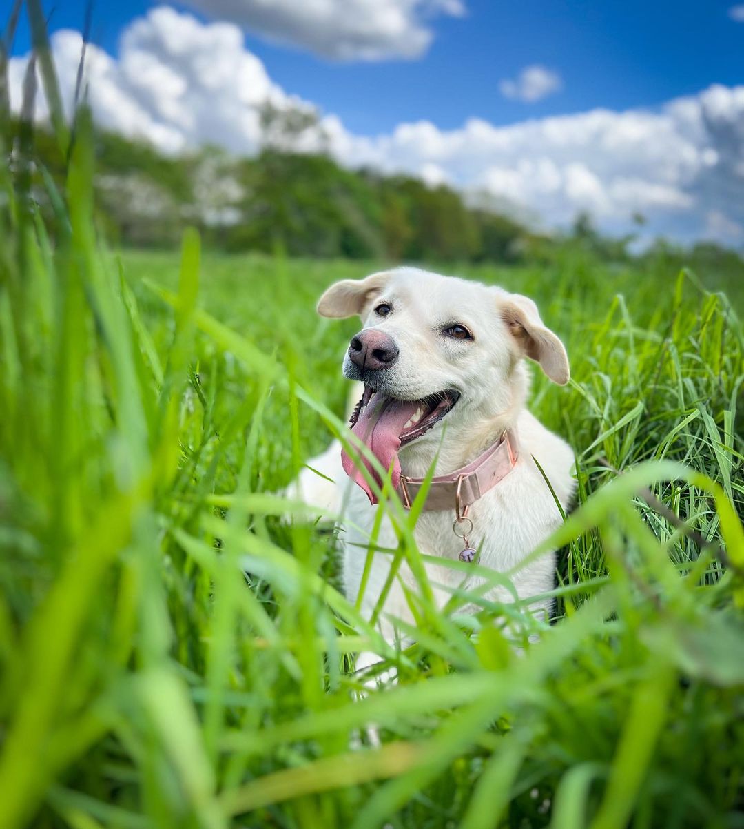 happy white dog