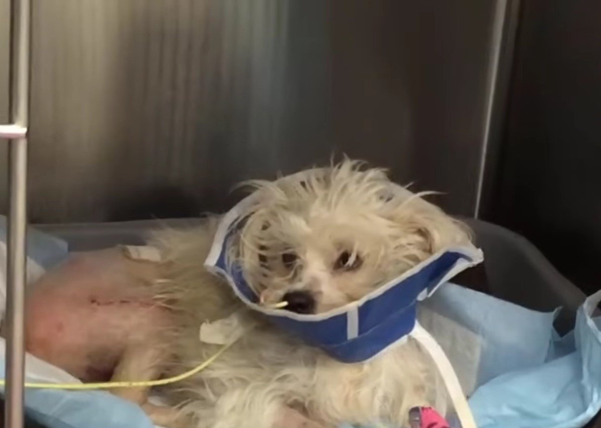 hospitalized dog