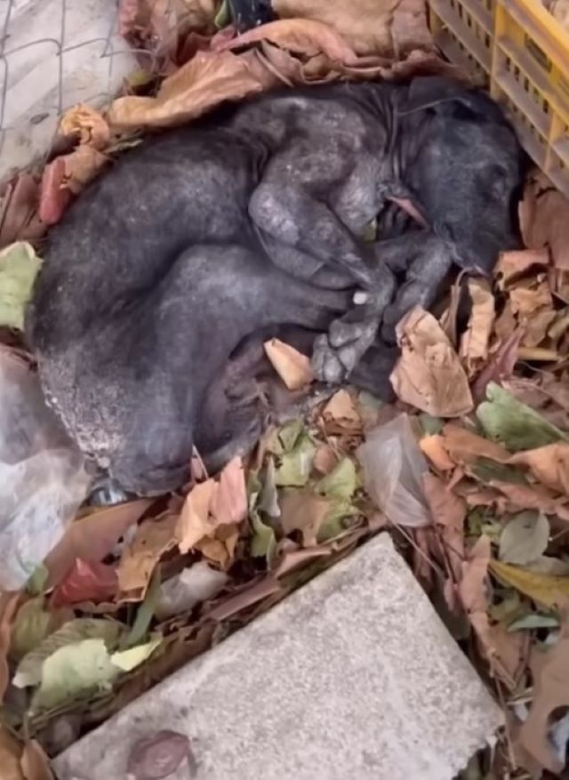 injured dog lying on a pile of leaves