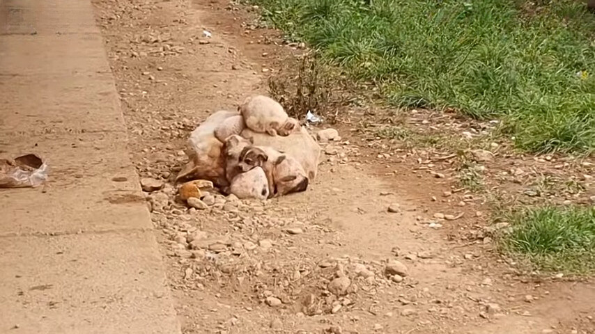 injured mama dog with puppies