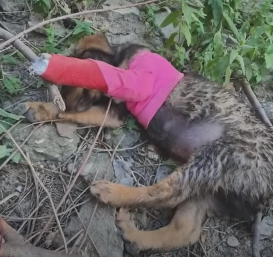 injured puppy laying down