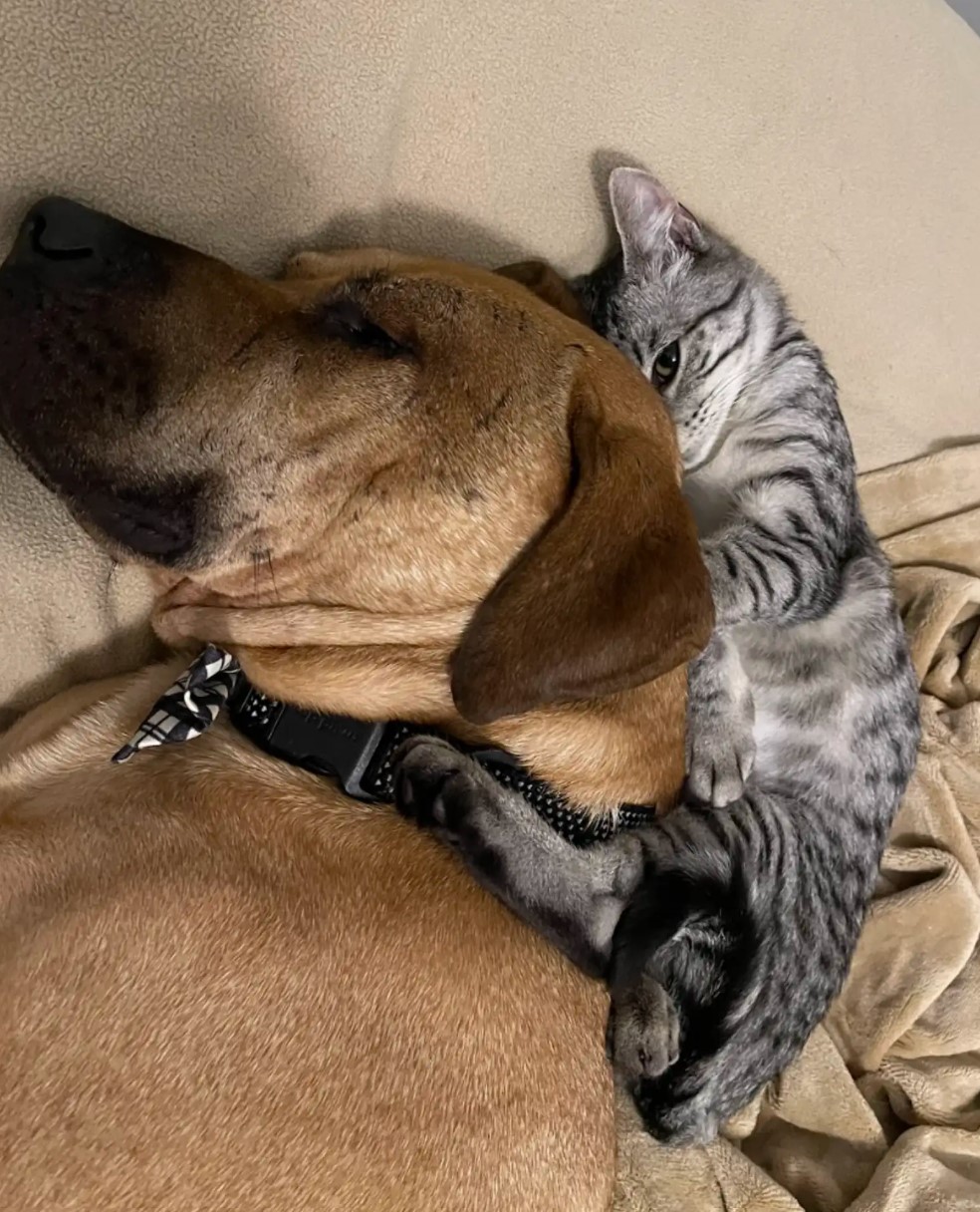 kitten and dog lying together