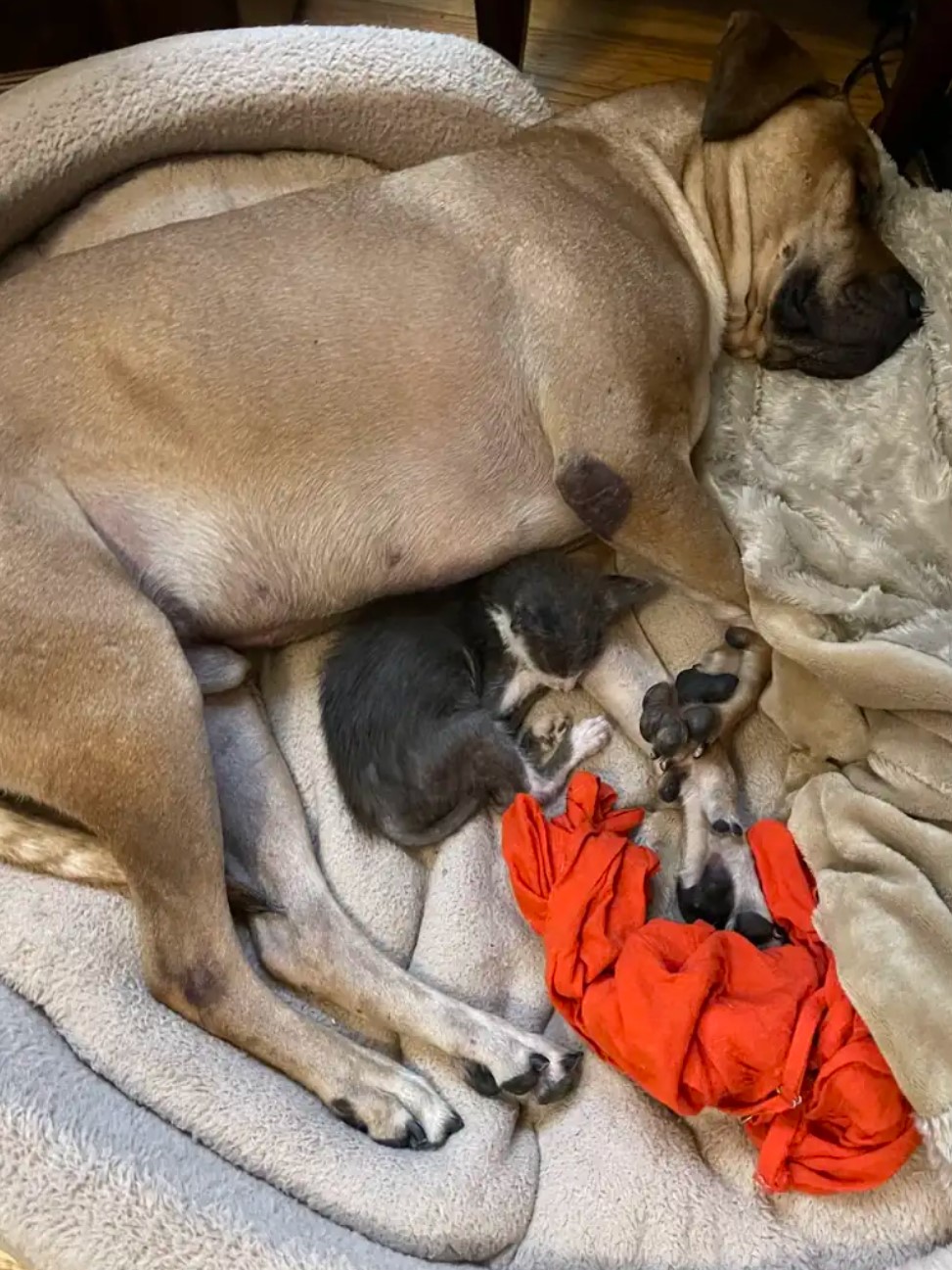 kitten and dog sleeping