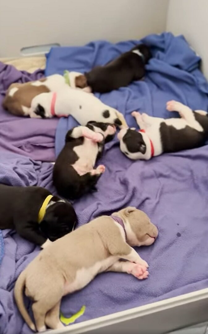 little puppies laying down