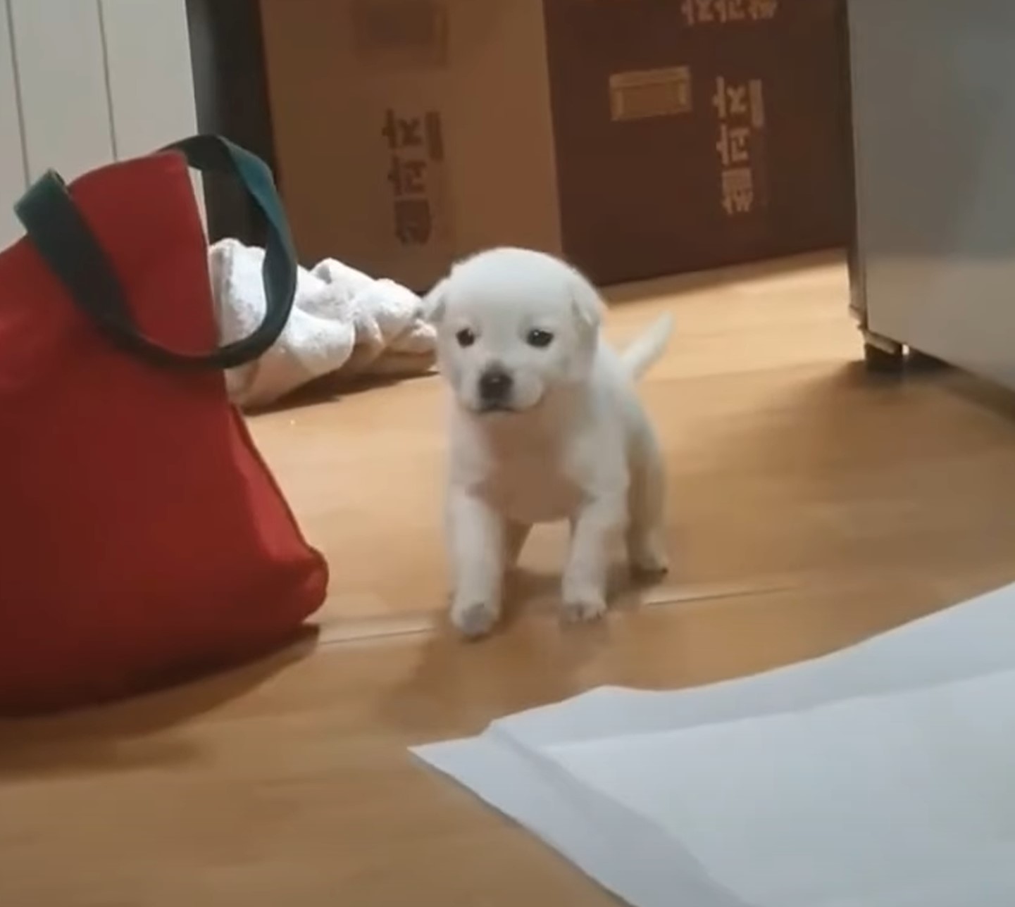 little puppy on the floor