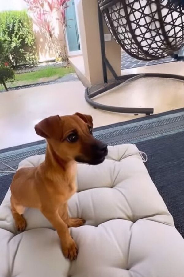 little puppy standing on outdoor pillow