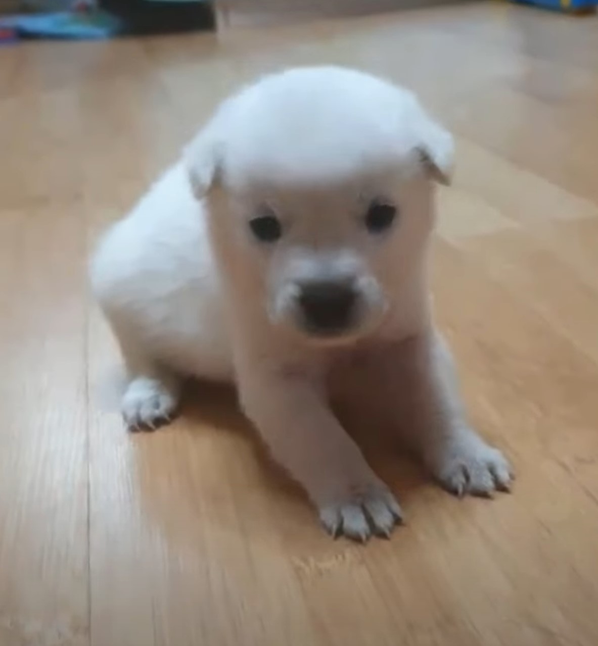 little white puppy at home