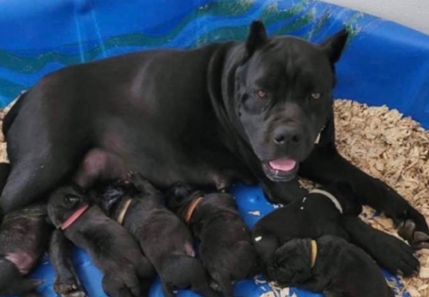 mama dog breastfeeding her babies