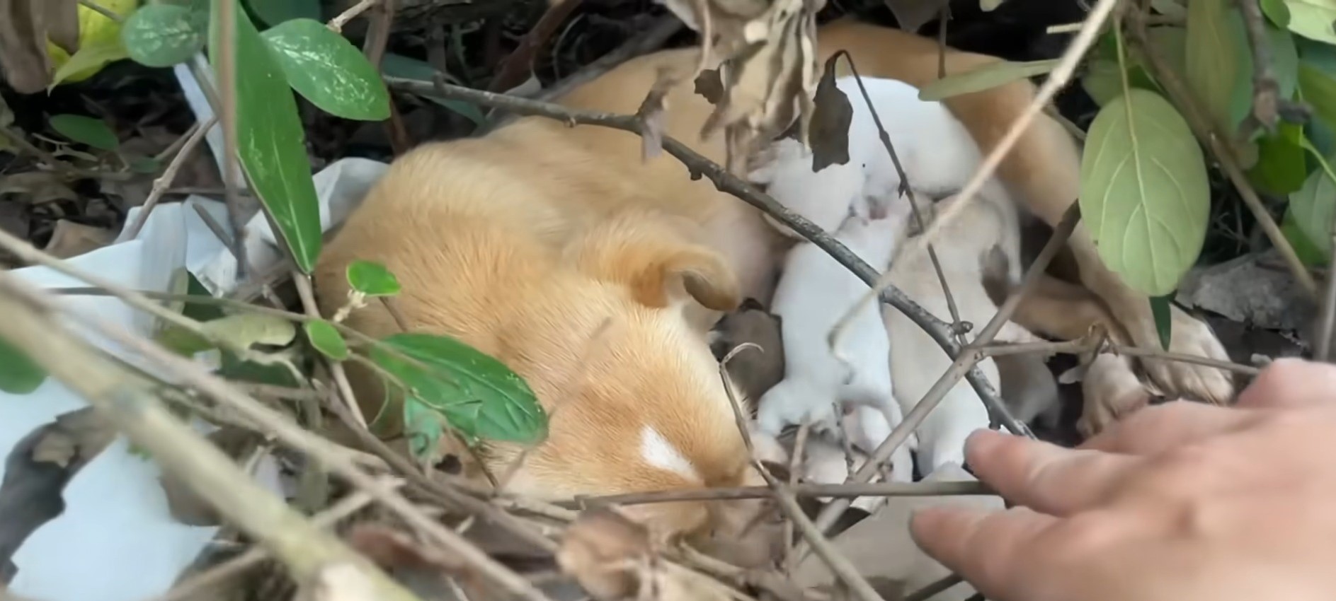 mama dog laying with puppies