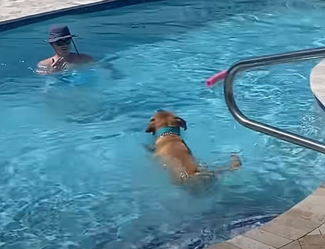 man and dog in a pool