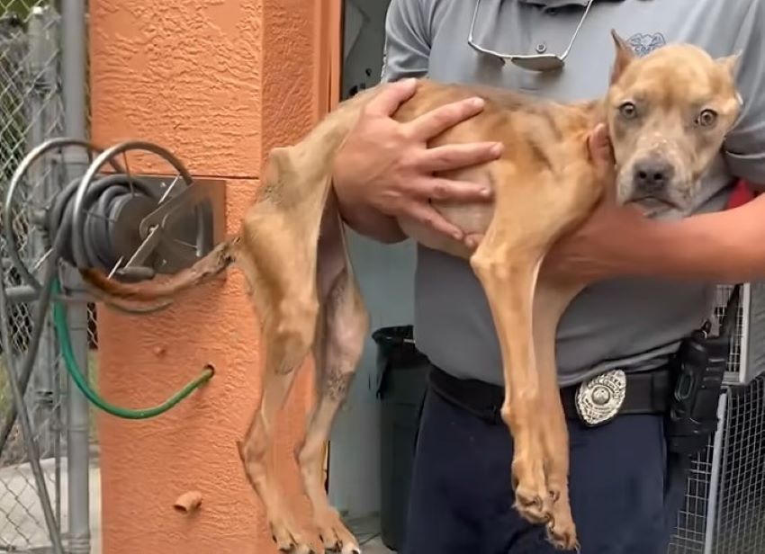 man carrying a dog