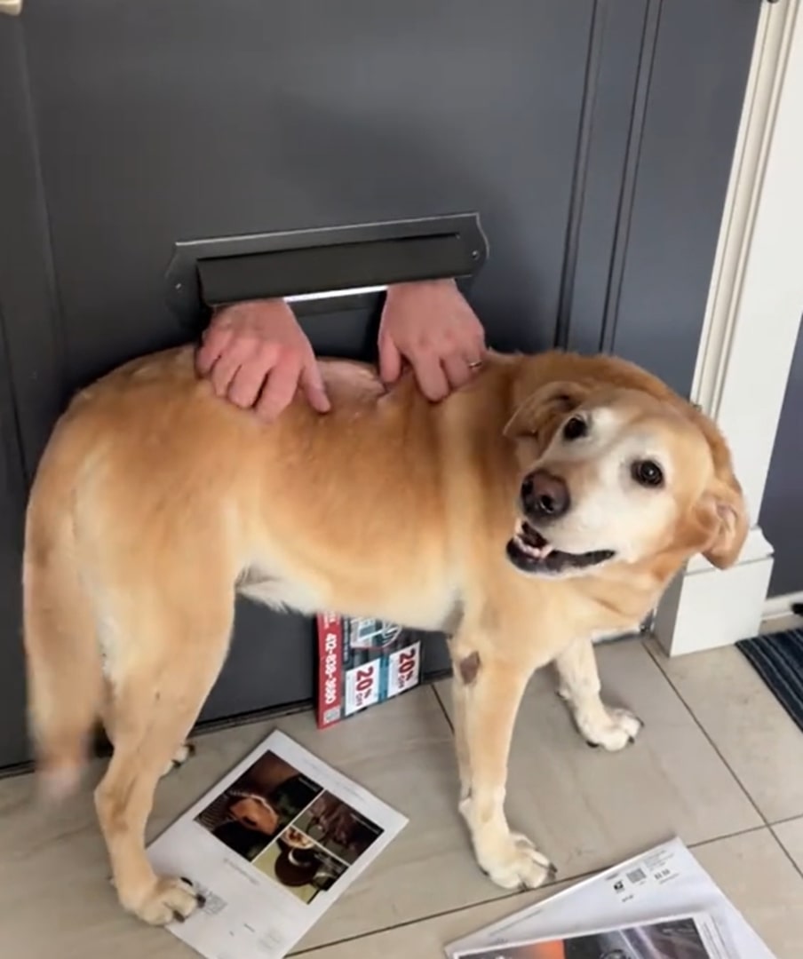 man draging dog through mail slot