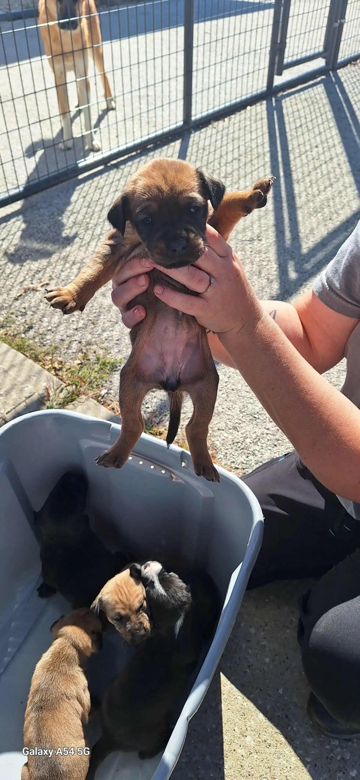 man holding a puppy