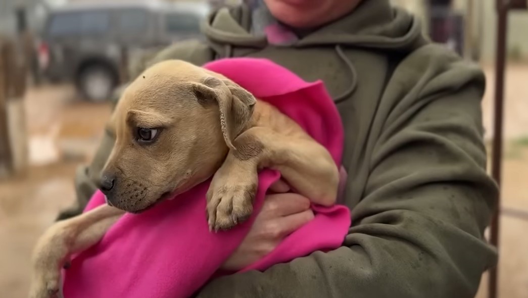 man holding an abandoned puppy