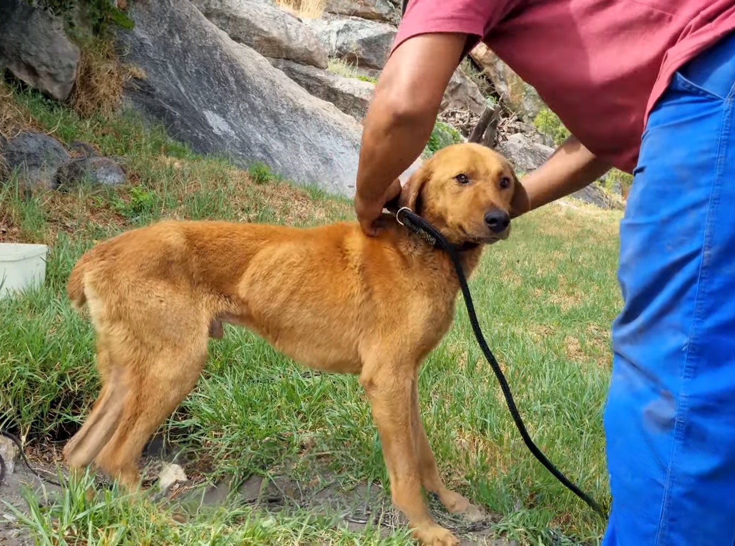 man putting dog on a leash