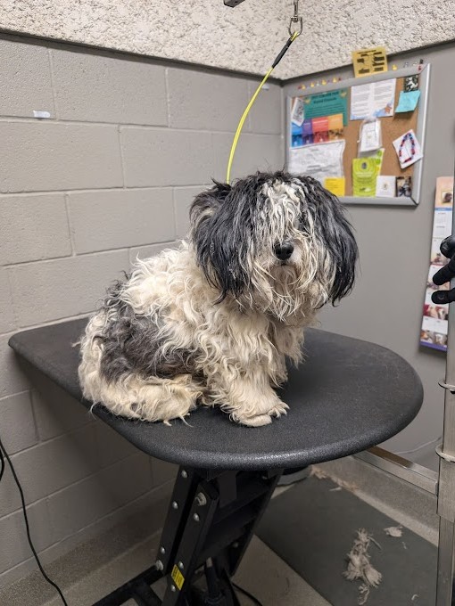 matted dog