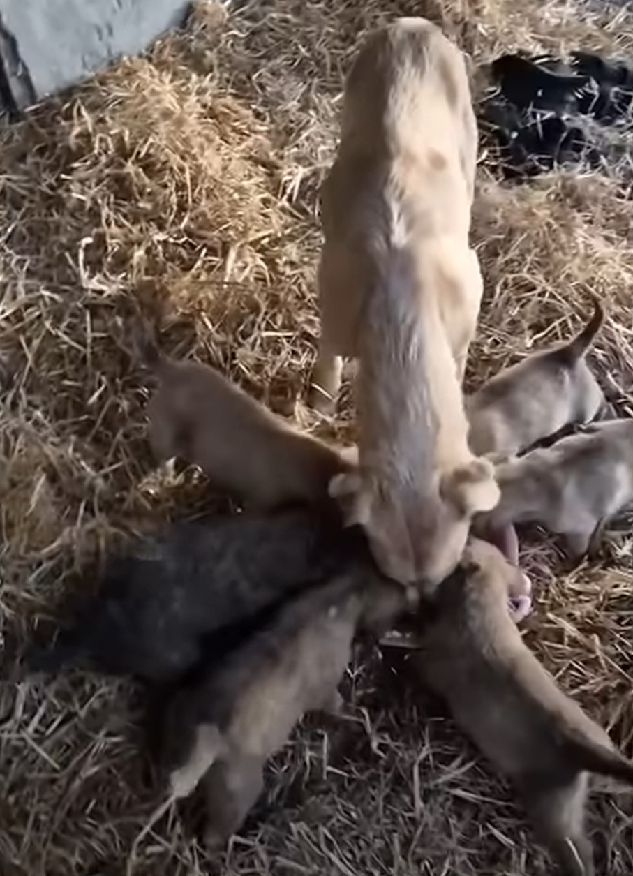 mom dog and puppies