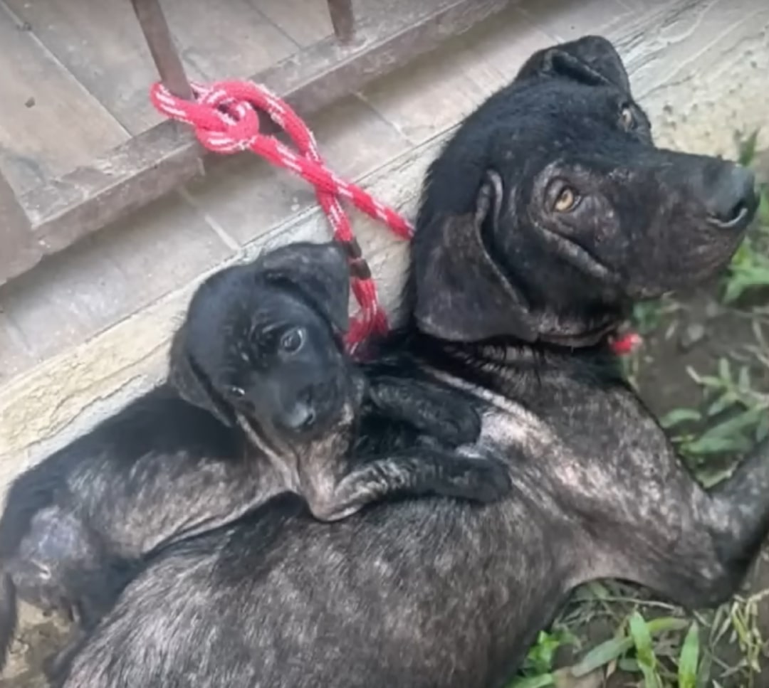 mom dog tied to the fence