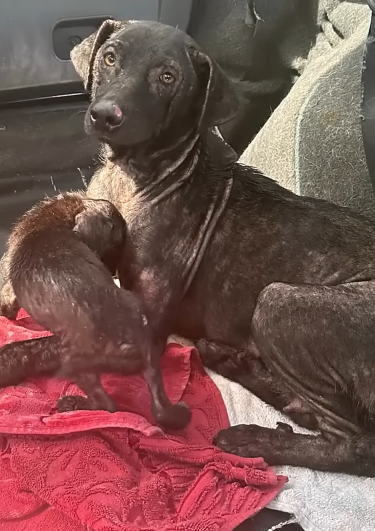 mom the dog is sitting the puppy is nursing her