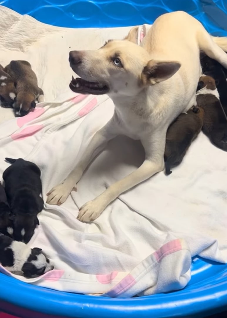 mother dog and puppies