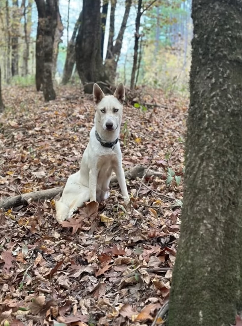 mother dog in forest