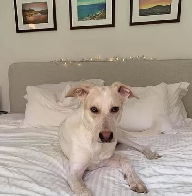 mother dog laying on a bed